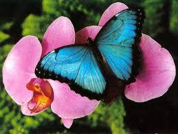 Цветы как бабочки стихи