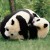 Playful Panda1