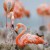 Flamingoes 2