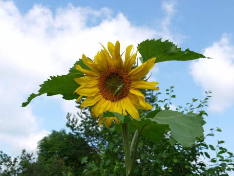 Sunflower -   