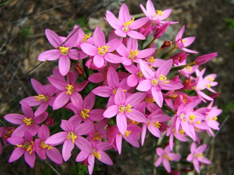Gencianaceas. Centaurium quadrifolium.