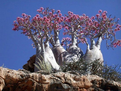 C (Socotra) -   