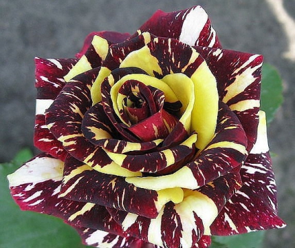 Необычная роза