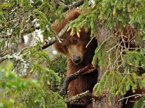 Bear Cub, Alaska -   